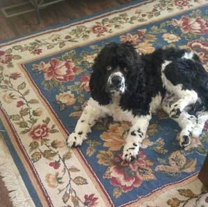 Meet your Posher, Jeanie